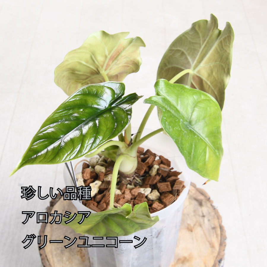 吉本花城園 【最新品種 数量限定】アロカシア グリーンユニコーン ねこ