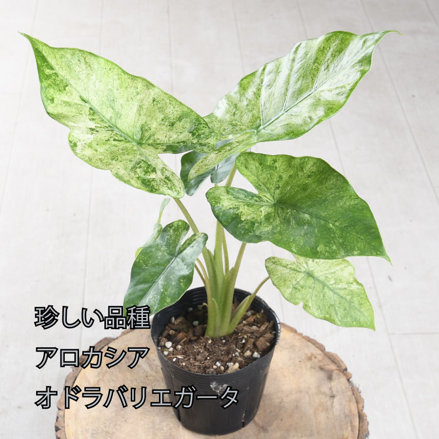 吉本花城園 アロカシア オドラ バリエガータ バティック 斑入り 観葉
