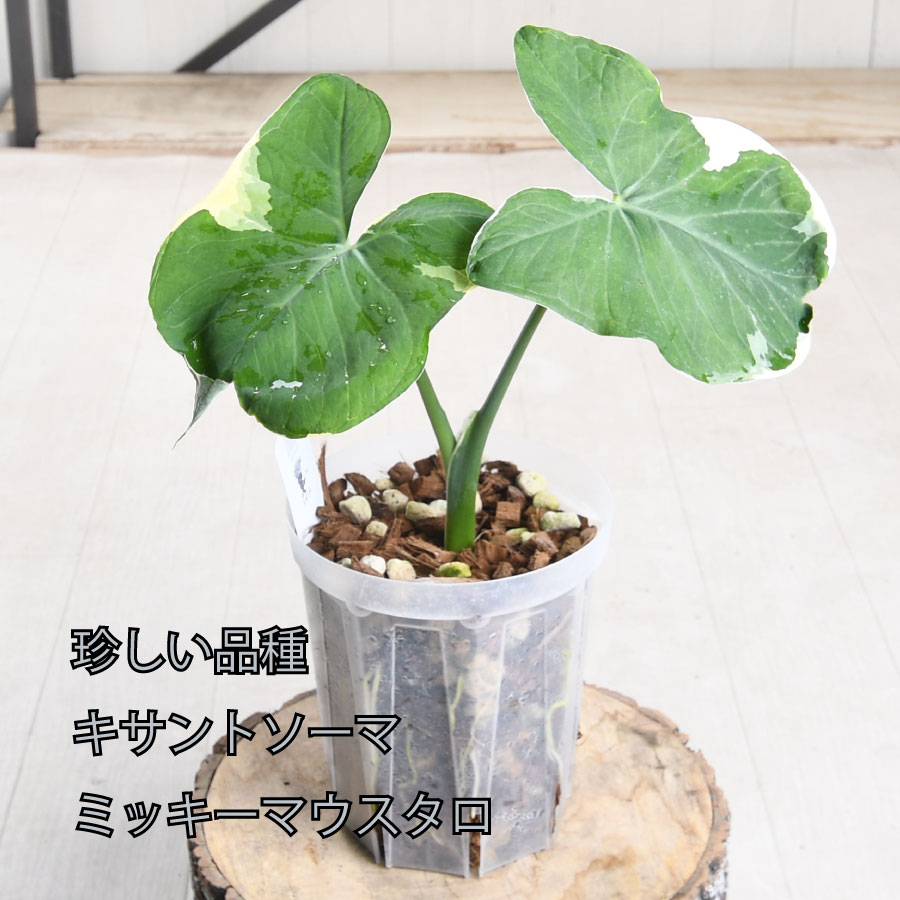 レア　斑入り　アロカシア　キサントソーマ 吉本花城園 キサントソーマ ミッキーマウスタロ タロ 斑入り ねこ