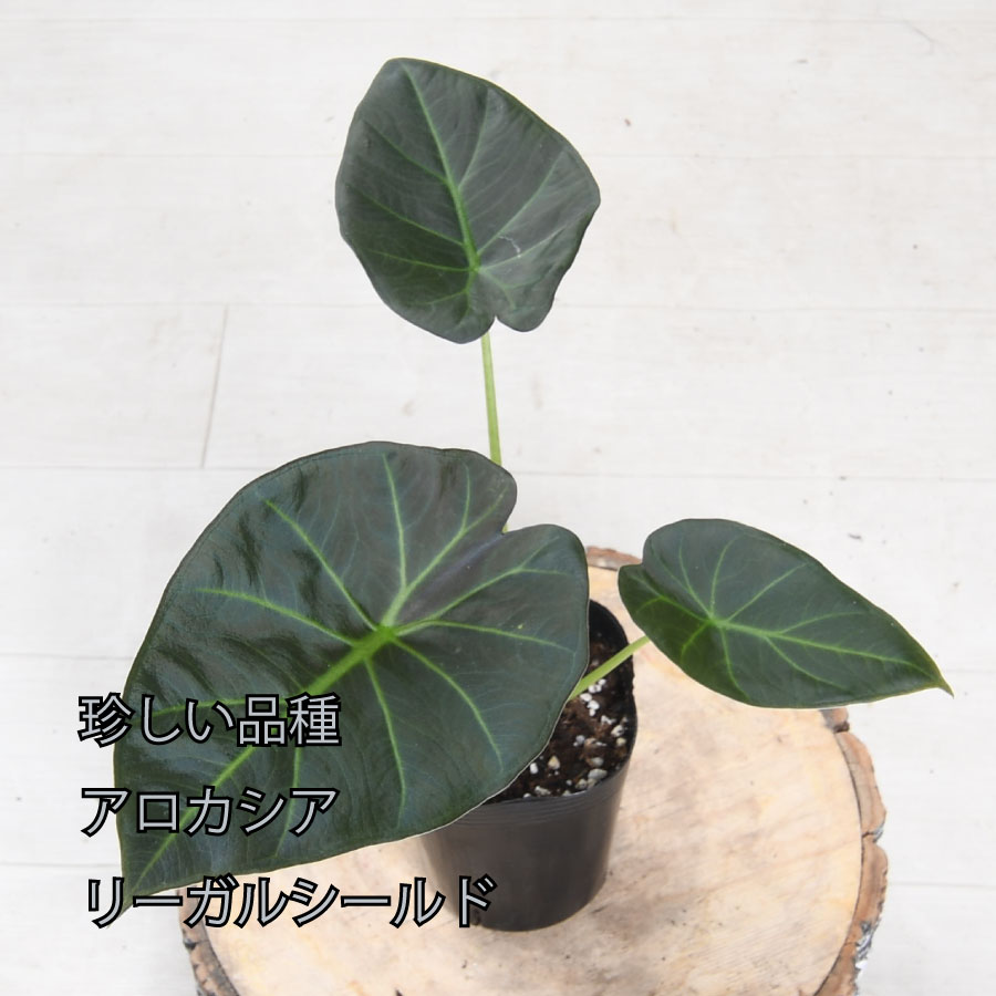 吉本花城園 爆買 アロカシア リーガルシールド 観葉植物 珍しい品種
