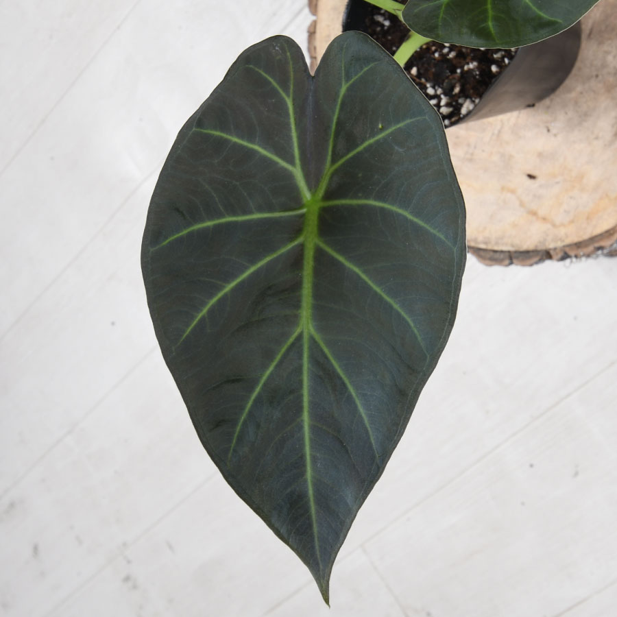 吉本花城園 アロカシア リーガルシールド 観葉植物 珍しい品種 希少 3