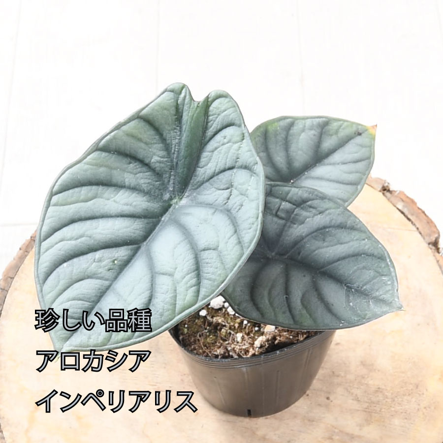 吉本花城園 アロカシア インペリアリス ネブラ 観葉植物 珍しい品種