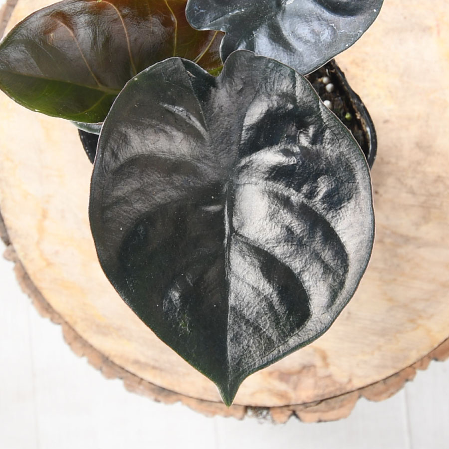 吉本花城園 アロカシア インフェルナリス ブラックマジック 観葉植物