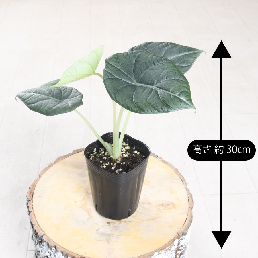 吉本花城園 アロカシア マハラニ 観葉植物 珍しい品種 希少 3号 ポット