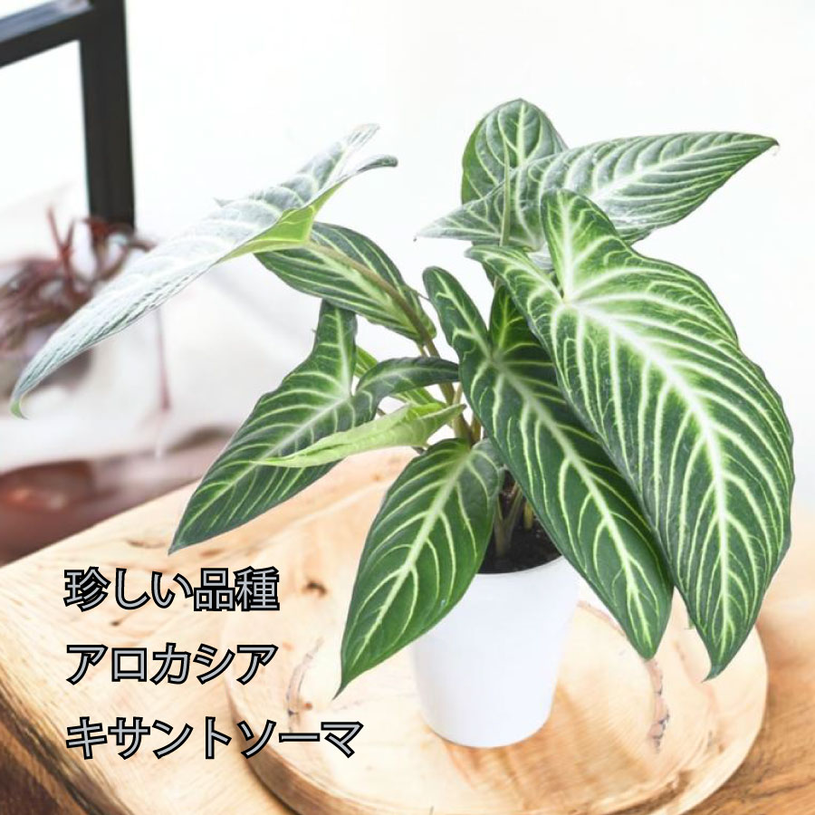 キサントソーマ リンデニー マグニフィカム リアル観葉植物栽培記#12