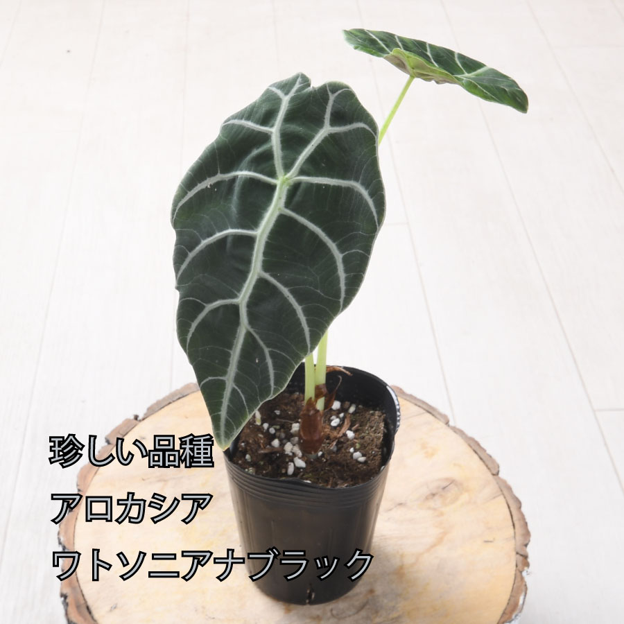 吉本花城園 アロカシア ワトソニアナ ブラック 観葉植物 珍しい品種