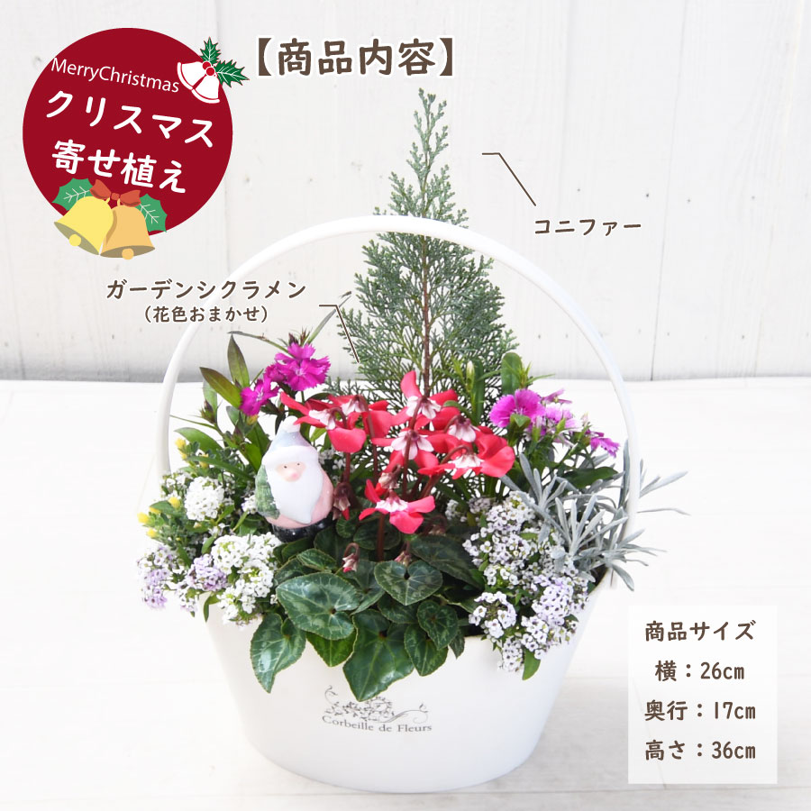 寄せ植え 花 ガーデンシクラメンバスケット寄せ植え flower（ファッション） [送料無料] [Lサイズ]ガーデン