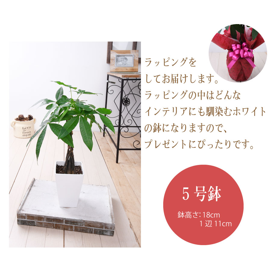 吉本花城園 観葉植物 おしゃれ パキラ 5号サイズ ねじり 鉢植え