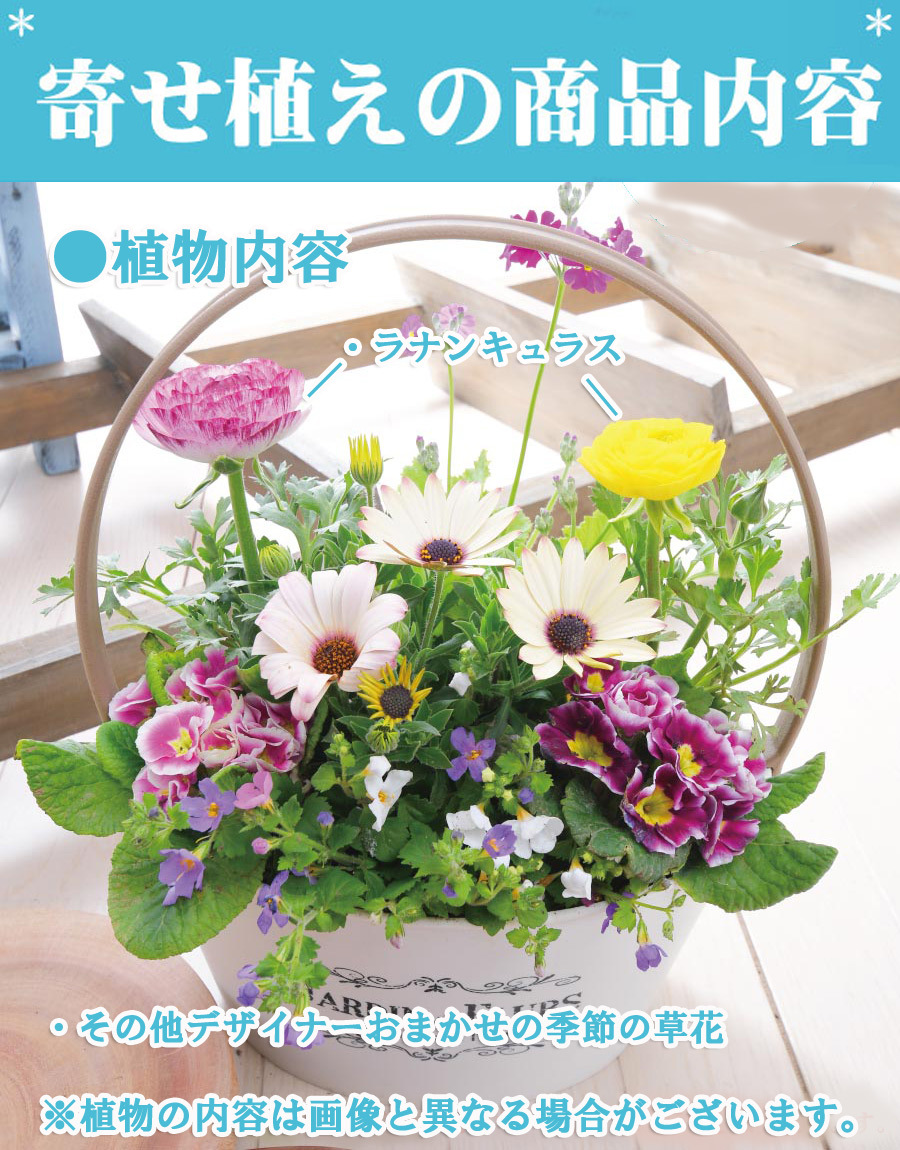 2月下旬からお届け 寄せ植え バスケット ラナンキュラス プレゼントやギフトにもおすすめ 鉢花 花苗 冬のガーデニング