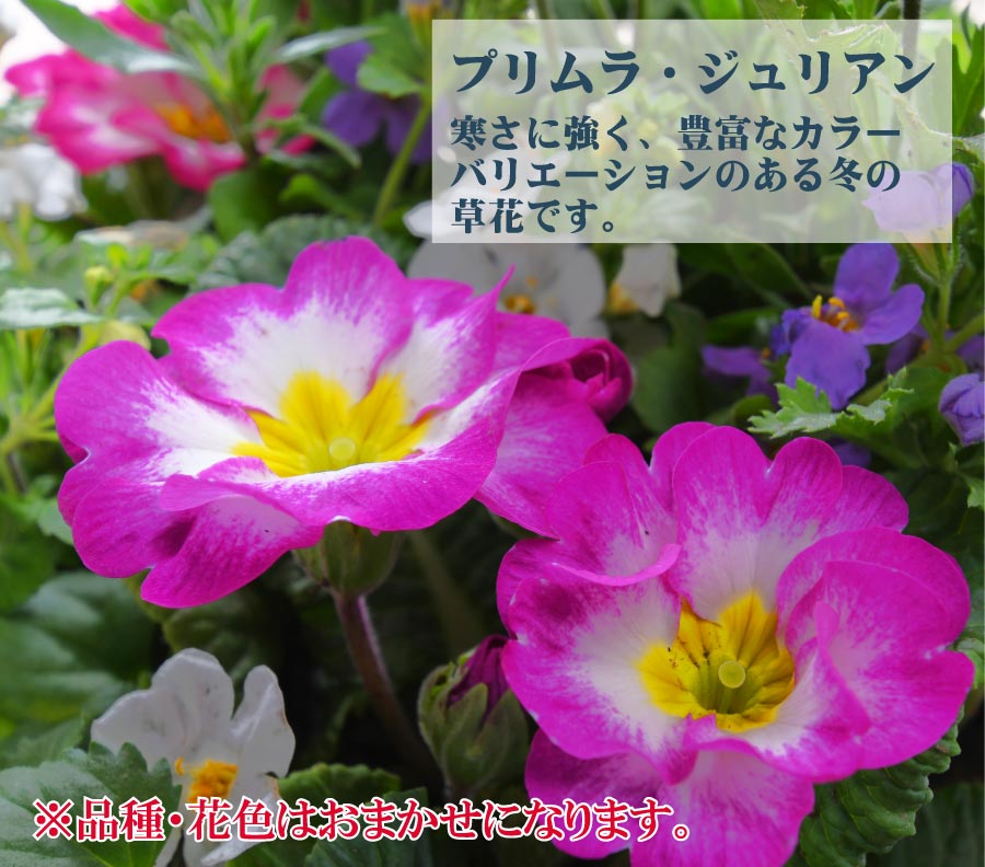 吉本花城園 1月下旬から順次発送 プリムラジュリアンのおまかせ寄せ