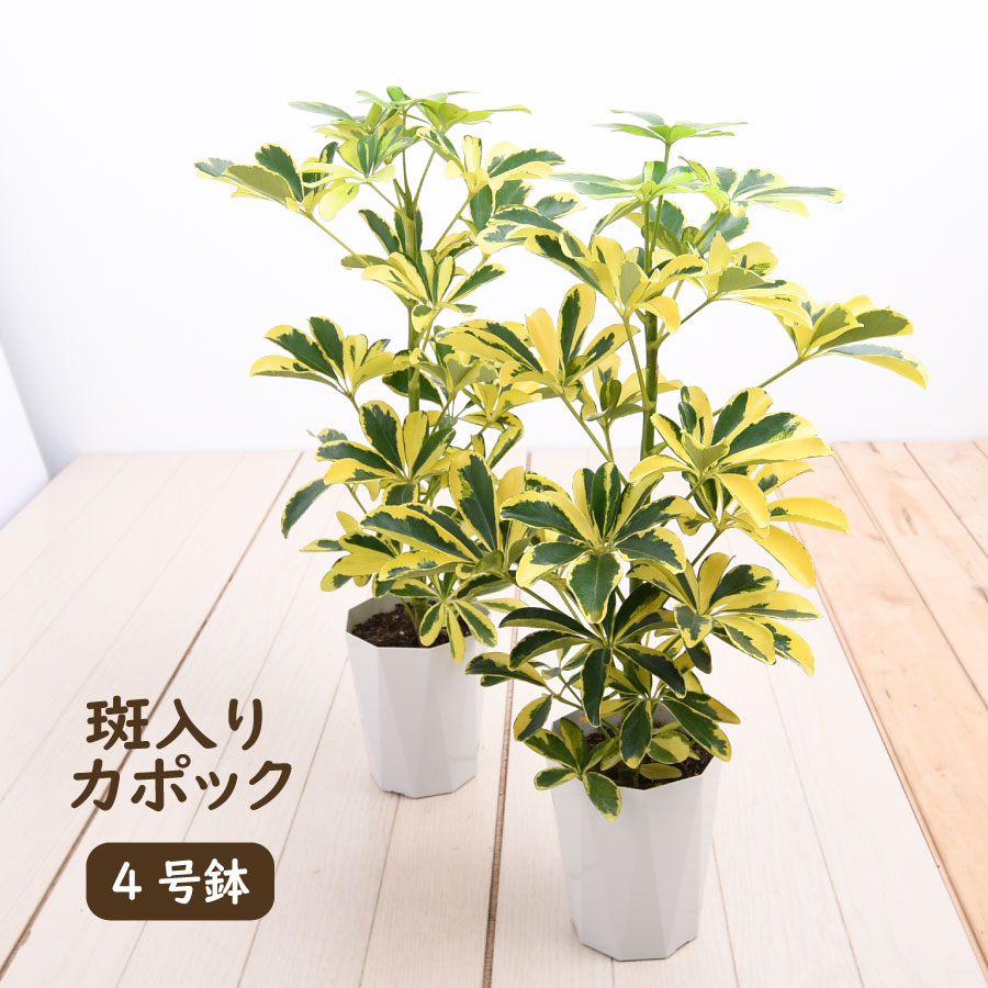 吉本花城園 1000円ポッキリ！ 観葉植物 カポック シェフレラ