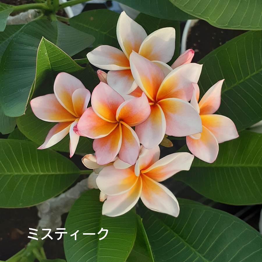 吉本花城園 ジャングルジャックス プルメリア 7号鉢 南国 ハワイ
