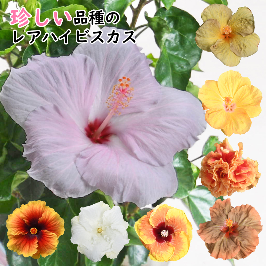 吉本花城園 珍しい花色 選べる20品種 レアハイビスカス 5号鉢 鉢植え