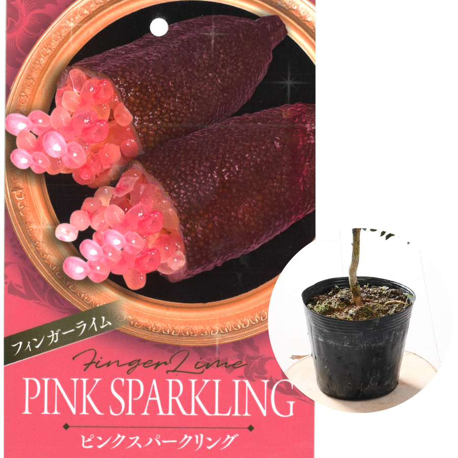 吉本花城園 フィンガーライム 苗木 5号鉢 選べる6品種 ブッシュ