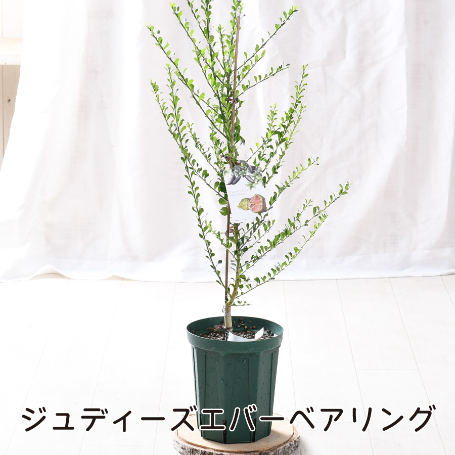 吉本花城園 フィンガーライム 苗木 5号鉢 選べる6品種 ブッシュ