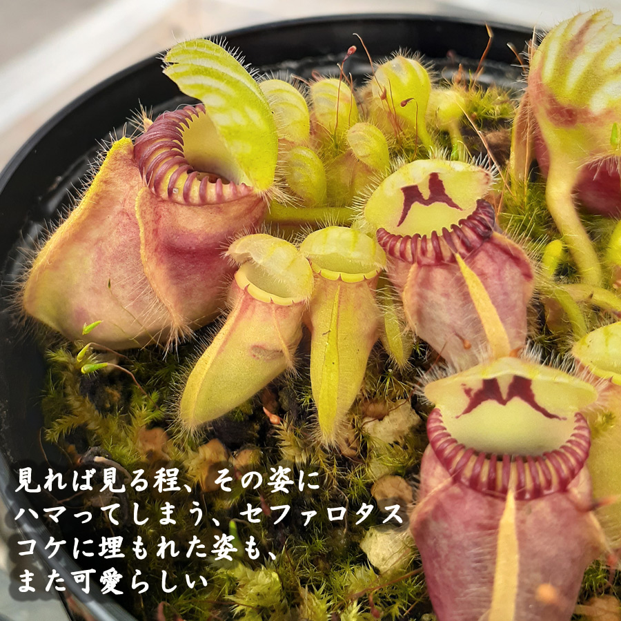 食虫植物 セファロタス フォリキュラリス 3.5号鉢 観葉植物 インテリア プレゼント ギフト 自由研究 : 23green07-01 :  FleurTown吉本花城園 - 通販 - Yahoo!ショッピング