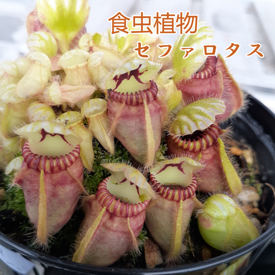 食虫植物 セファロタス 3.5号鉢 観葉植物 インテリア プレゼント ギフト 自由研究｜kajoen