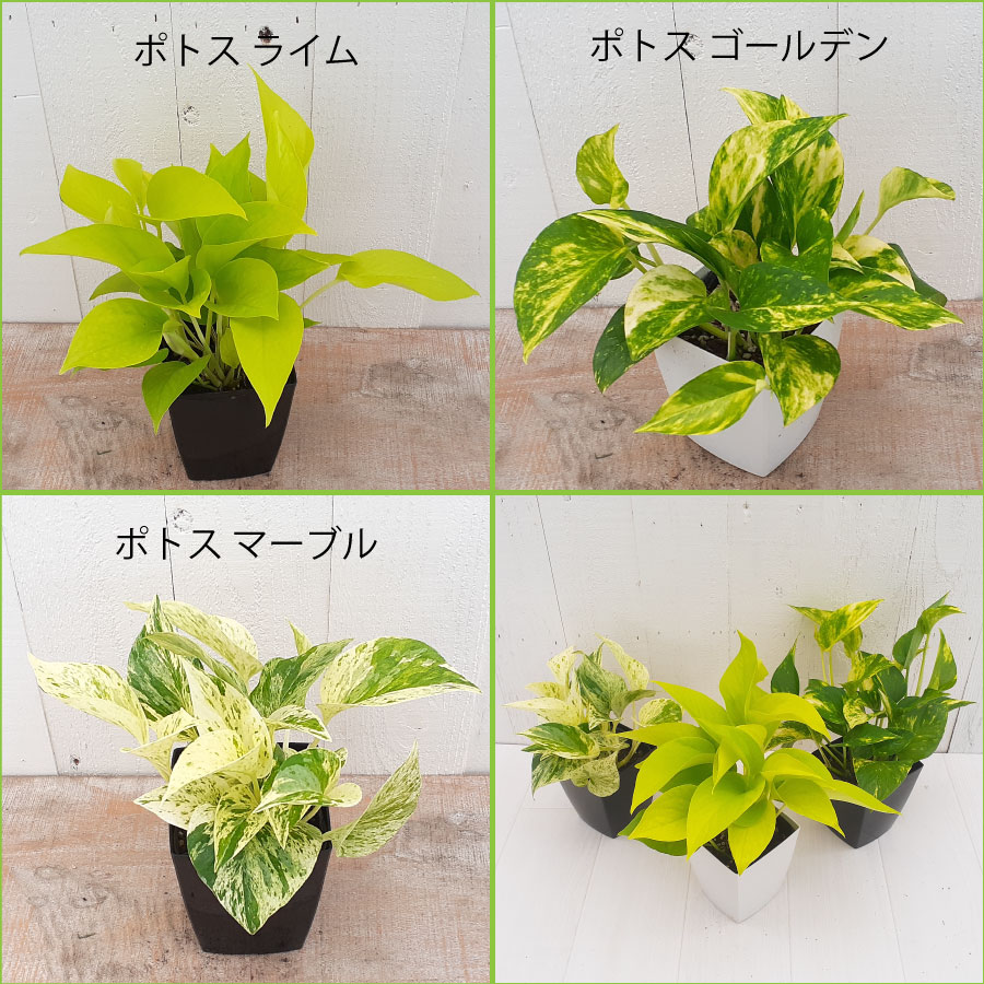 吉本花城園 観葉植物 ポトス 斑入り ライム ゴールデン マーブル