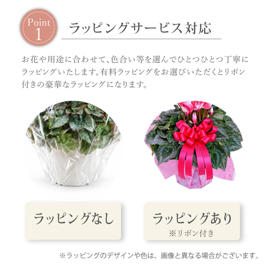 【予約品】シクラメン 香りのある花 セレナーデ...の詳細画像3