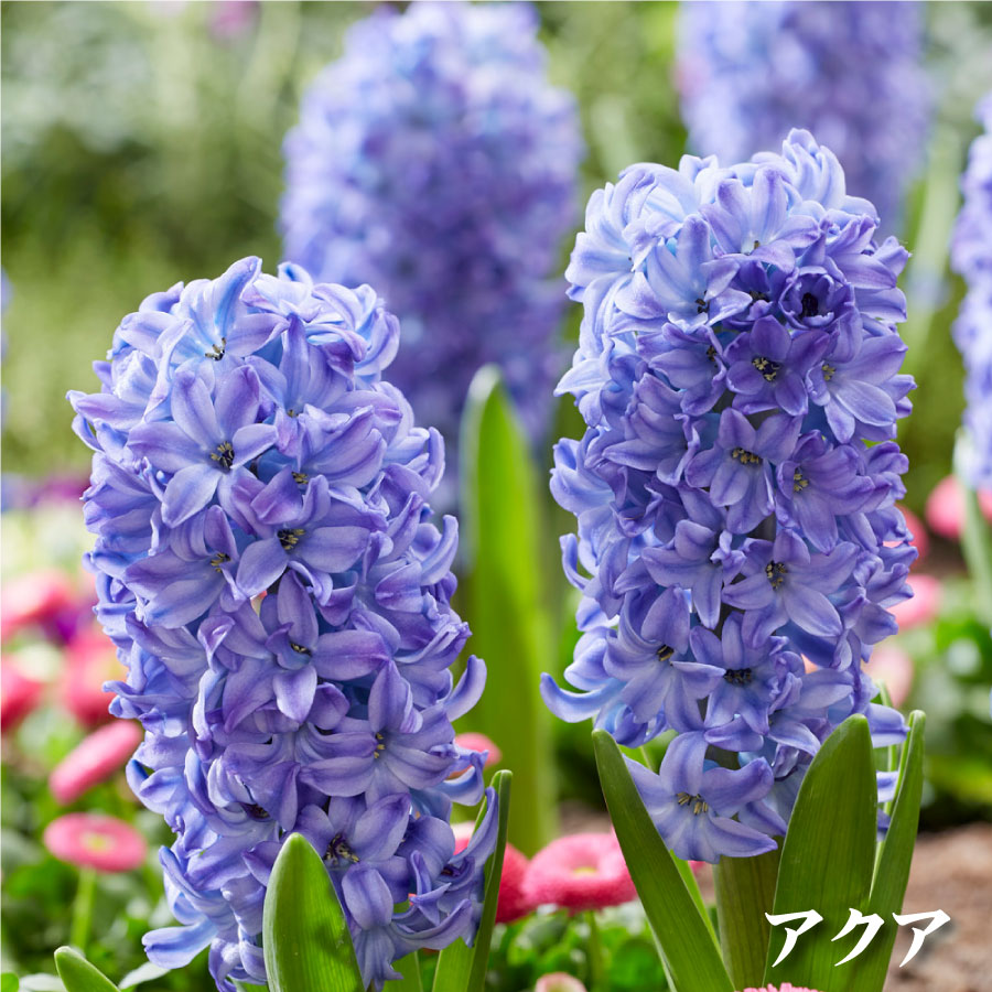吉本花城園 【予約品】 ヒヤシンス 球根 4球セット Bセット 赤ネット 4