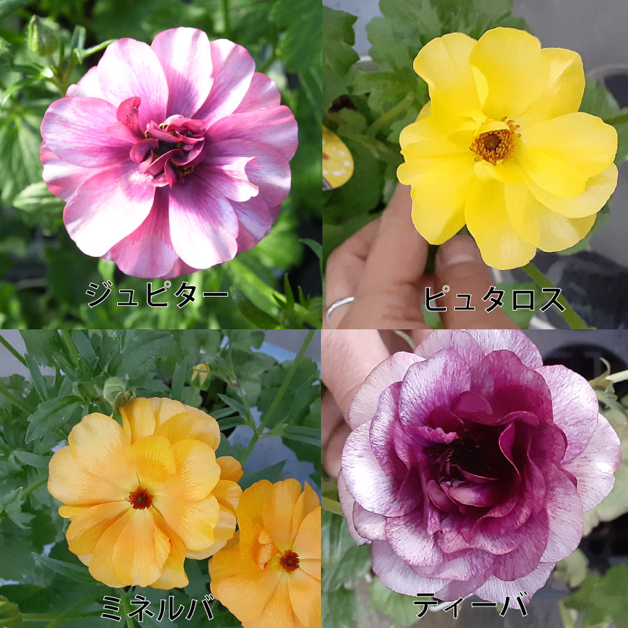 吉本花城園 ラナンキュラス ラックス 6号鉢 ジュピター サティロス
