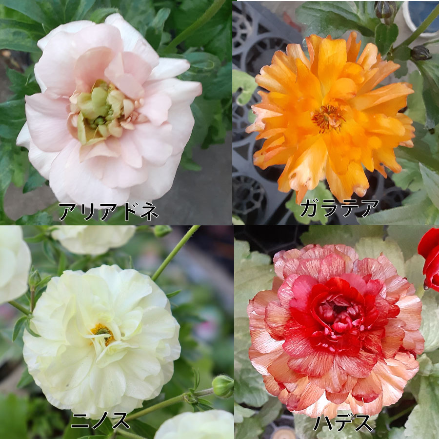 吉本花城園 ラナンキュラス ラックス 6号鉢 ジュピター サティロス