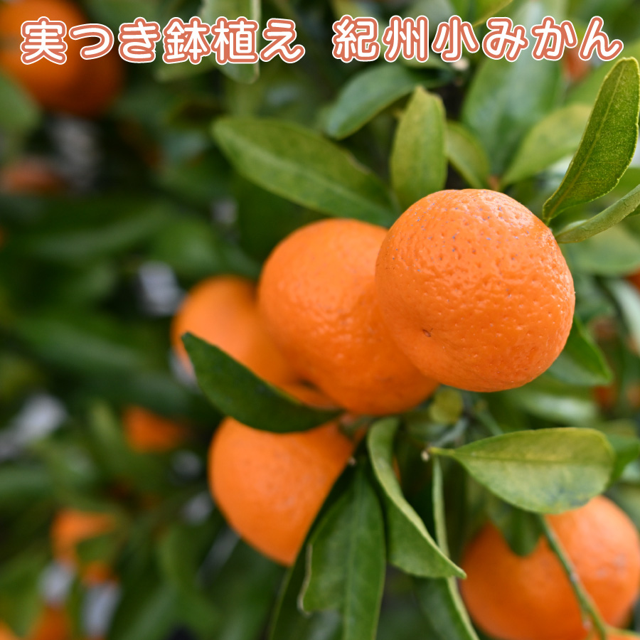 吉本花城園 爆買 実つき 紀州小みかん 6号鉢 手のひらサイズの