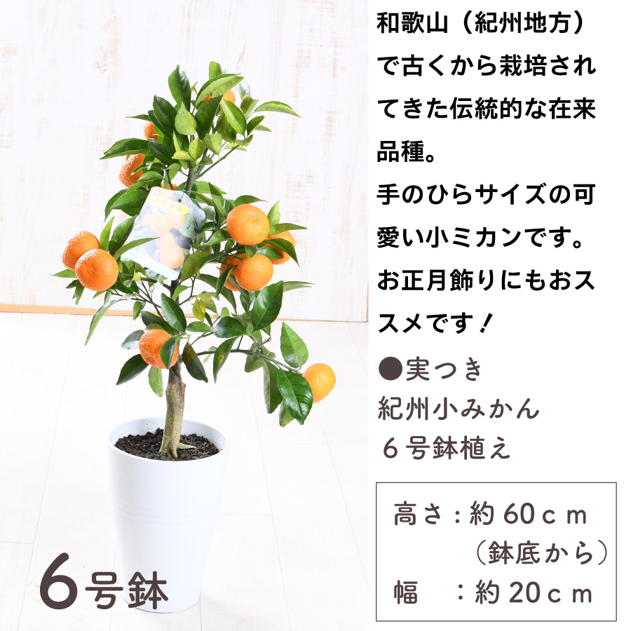 吉本花城園 爆買 実つき 紀州小みかん 6号鉢 手のひらサイズの