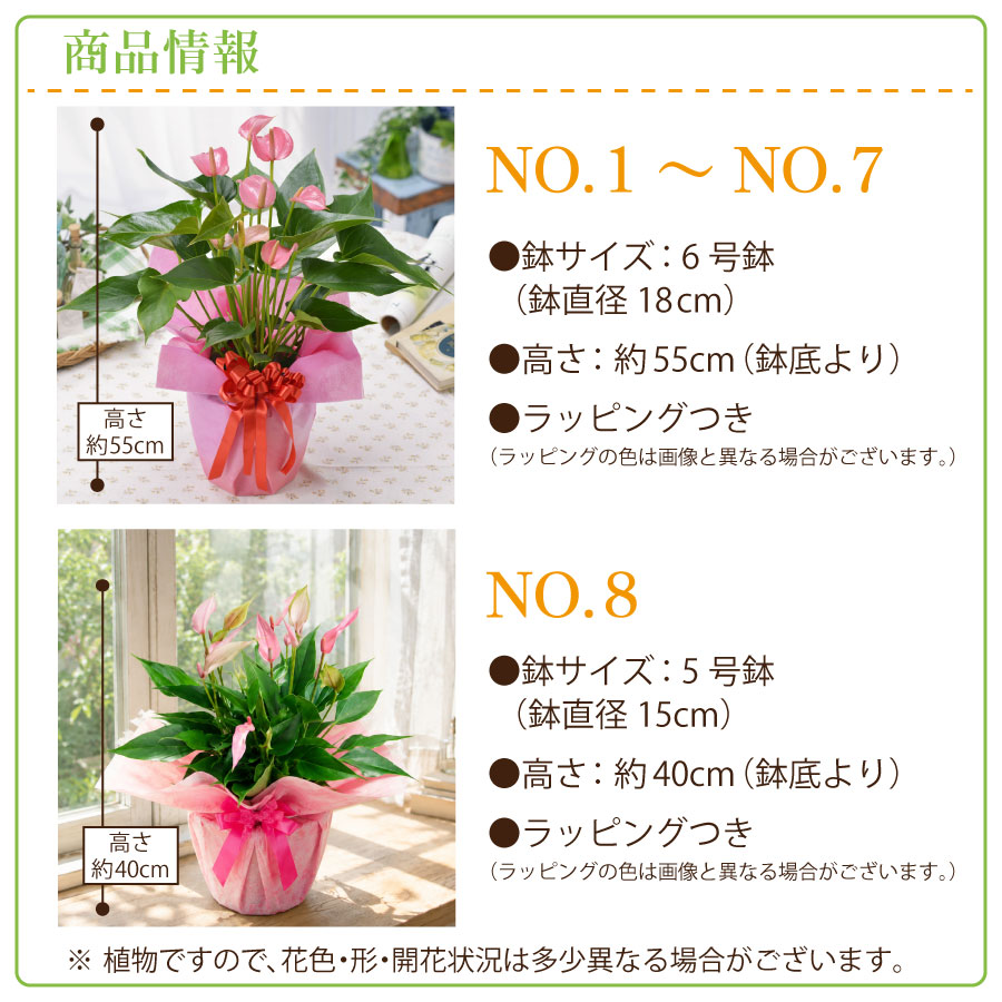 吉本花城園 観葉植物 ギフト アンスリウム 鉢植え 6号鉢 5号鉢