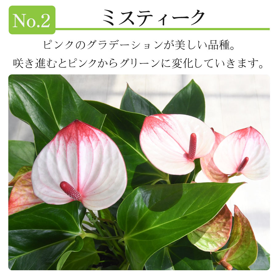 吉本花城園 観葉植物 ギフト アンスリウム 鉢植え 6号鉢 5号鉢