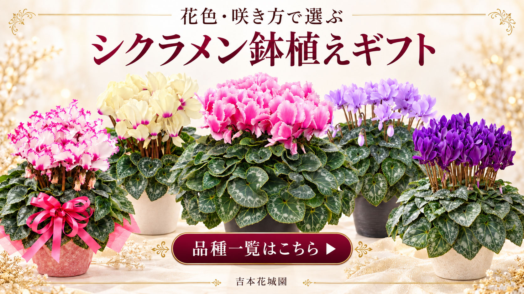 シクラメン鉢植えギフト