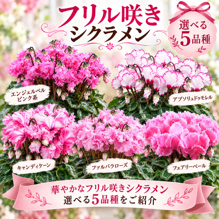 吉本花城園 【予約品】 シクラメン フリル咲き 5号鉢植え 選べる品種