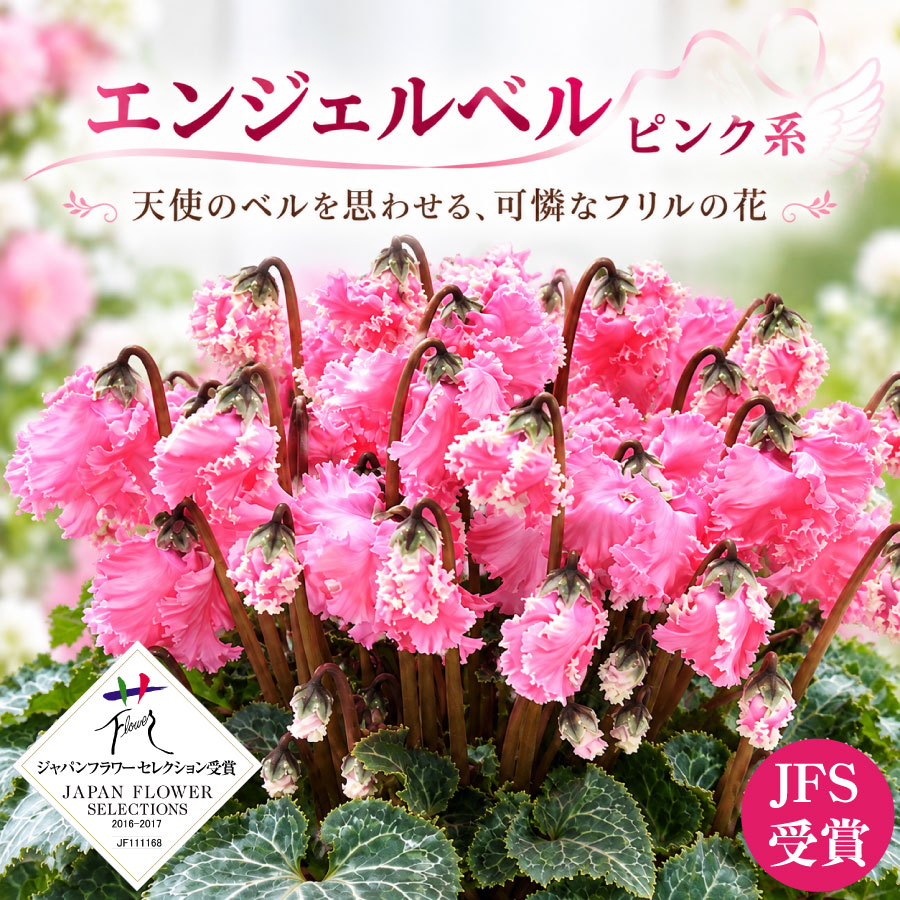 吉本花城園 【予約品】 シクラメン フリル咲き 5号鉢植え 選べる品種