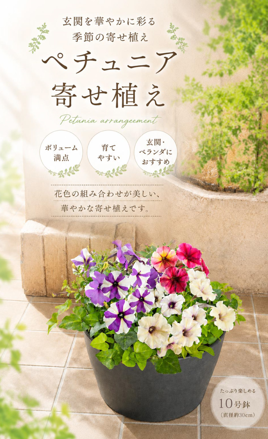 吉本花城園 爆買 秋まで長く楽しめる！人気品種 ペチュニア シェイク