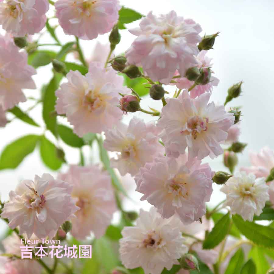 吉本花城園 アロカシア アズラニー 観葉植物 珍しい品種 希少 4号