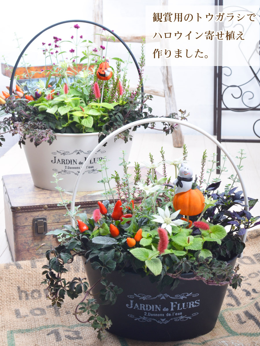大きなバスケットの寄せ植え☆ポンポンが可愛い花達♪︎ （植物