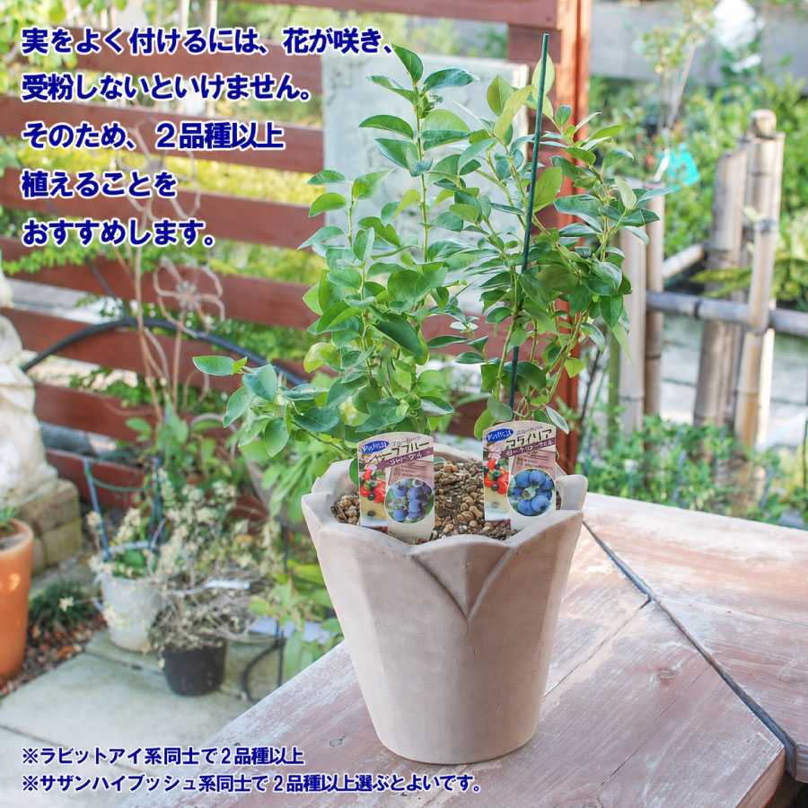 吉本花城園 【予約品】 ブルーベリー苗 サザンハイブッシュ系 選べる15