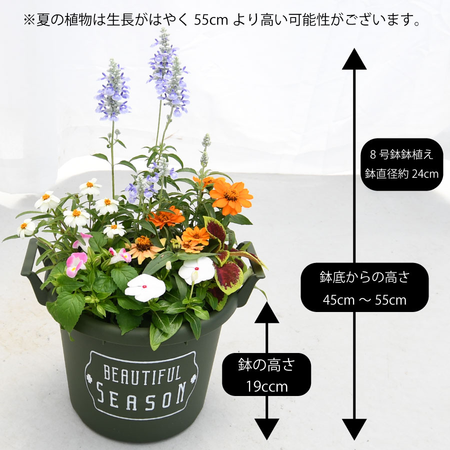 conyose-5.jpg