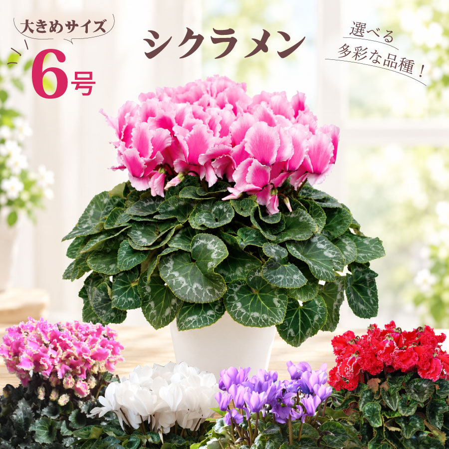 吉本花城園 超お得セット！アロカシア 5品種 おまかせセット 観葉植物