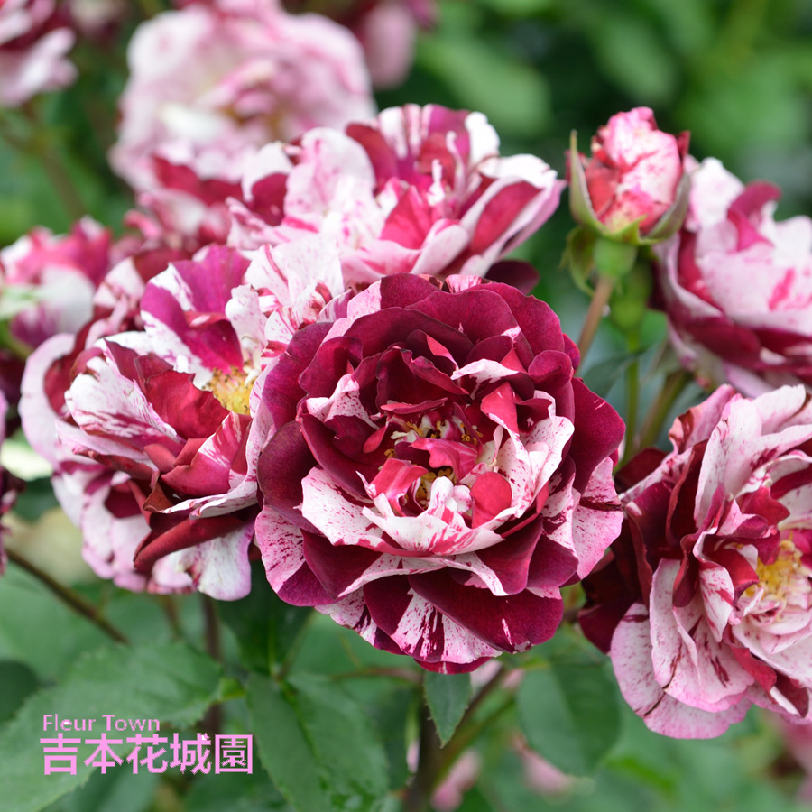 吉本花城園 特選 バラ苗 ニュー・イマジン ニューイマジン ドリュ