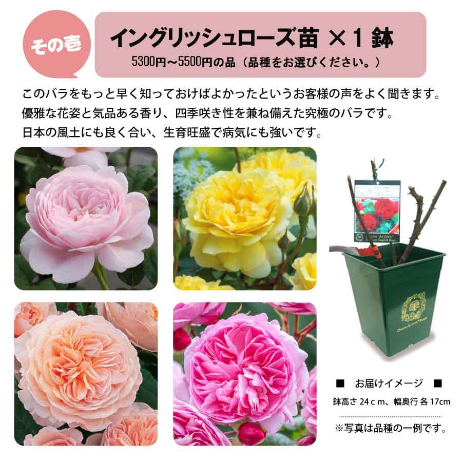 イングリッシュローズ 2株セット 取り引き価格 吉本花城園 イングリッシュローズの福袋 イングリッシュローズ 2年生 花