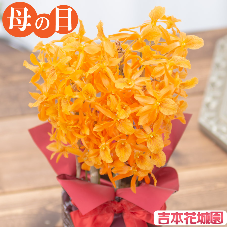 吉本花城園 母の日 高級 洋蘭 花 鉢植え 希少 ファイヤーバード