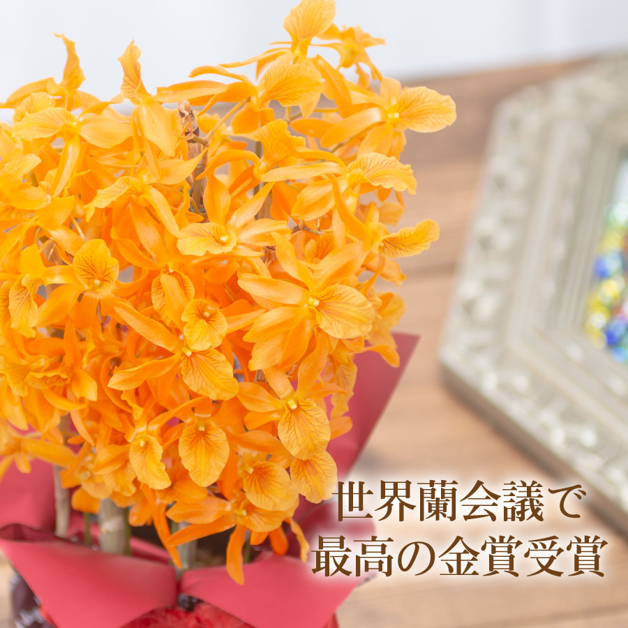 吉本花城園 母の日 高級 洋蘭 花 鉢植え 希少 ファイヤーバード