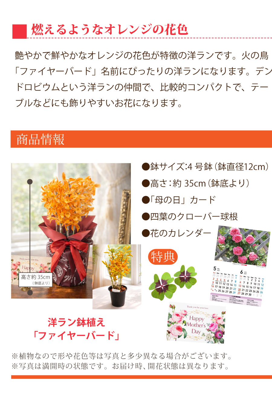 吉本花城園 母の日 高級 洋蘭 花 鉢植え 希少 ファイヤーバード