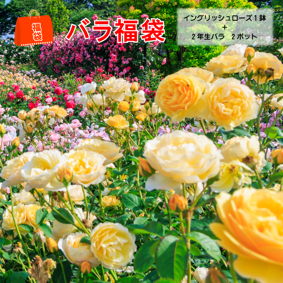 吉本花城園 イングリッシュローズの福袋 イングリッシュローズ 2年生