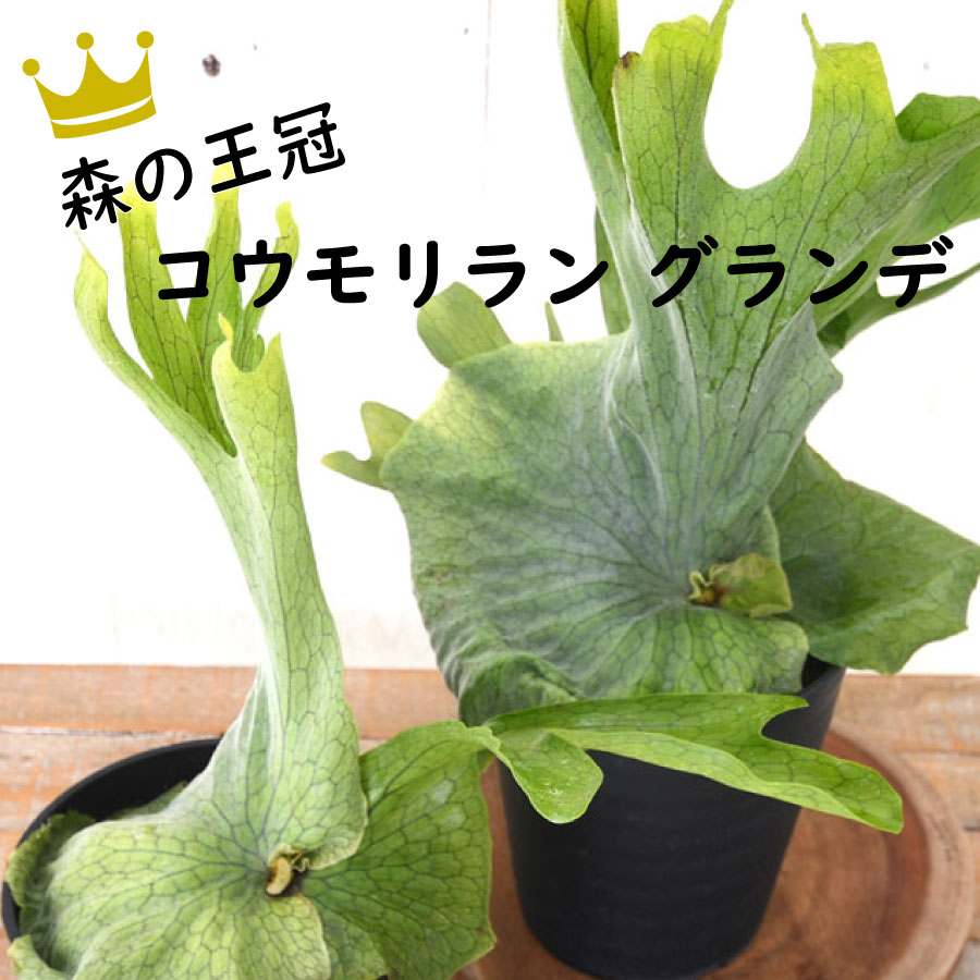 森の王冠！コウモリラン グランデ 5号鉢植え ビカクシダ 観葉植物 送料無料 : koumori2308 : FleurTown吉本花城園 - 通販  - Yahoo!ショッピング