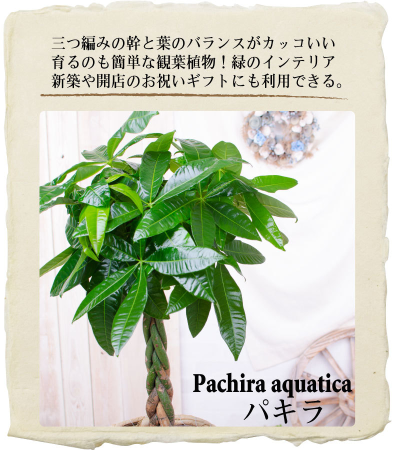 吉本花城園 観葉植物 パキラ 幸福の木 大型 ドラセナ 観葉 ギフト