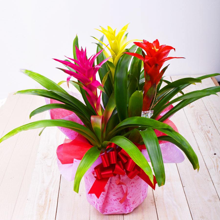 吉本花城園 観葉植物ギフト グズマニア 3色 鉢植え6号鉢 開業・開店