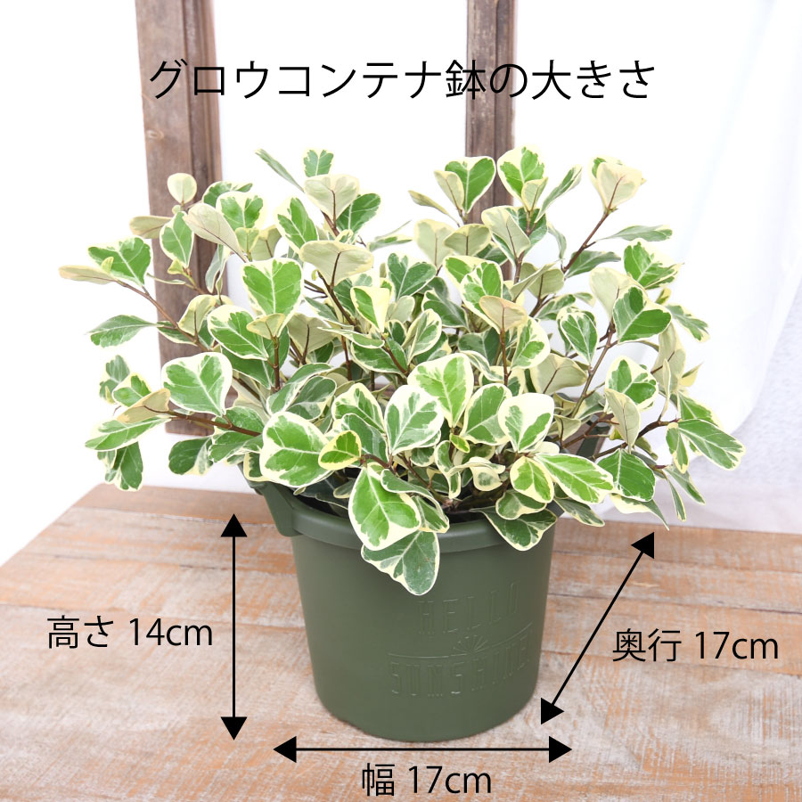 吉本花城園 観葉植物 フィカス スイートハート ゴムの木 珍しい品種