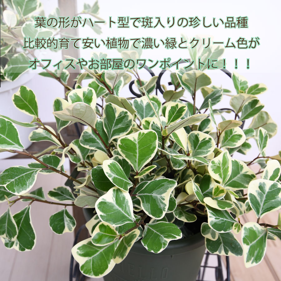 観葉植物 フィカス スイートハート ゴムの木 珍しい品種 斑入り 選べる鉢色 6号 鉢植え フィカス スウィートハート